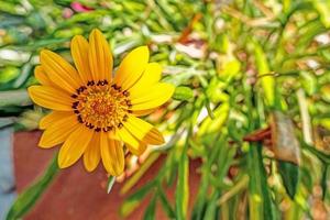 Nahaufnahme gelbe Gazania-Blume in der Natur