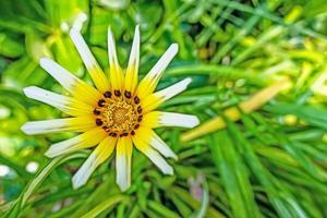 Nahaufnahme gelbe Gazania-Blume in der Natur