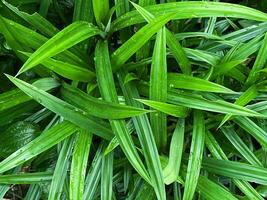 ein frisch Grün Pandan Blatt mit Wasser fallen auf oben Sicht, Grün Pandan Pflanzen auf das Boden foto