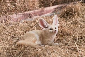 Fennekfuchs oder Wüstenfuchs foto