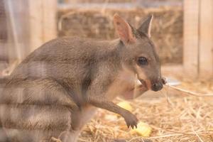 Wallaby oder Mini-Känguru foto