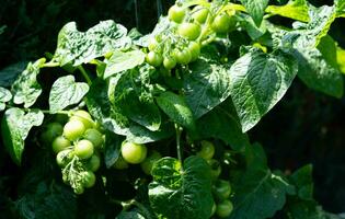 rot runden Tomaten Solanum Lycopersicum zum ein Salat oder ein Suppe foto