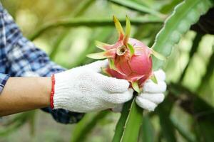 schließen oben Farmer Hände trägt Weiß Handschuhe, pflücken, Ernte Drachen Früchte im Garten. Konzept, Landwirtschaft Beruf. thailändisch Farmer wachsen organisch Früchte zum Essen, Teilen oder Verkauf im Gemeinschaft. foto