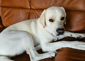 Weiß kurz beschichtet britisch Labrador Retriever auf das Strand von blavand Dänemark foto