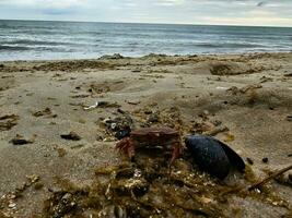 Norden Meer Krabben auf das Strand im blavand Dänemark foto