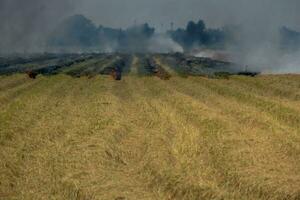 Wiese Feld Feuer brennen Reis Stroh nach Ernte landwirtschaftlich Produkte. foto