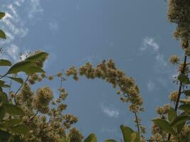 Weiß Blumen mit Grün Blätter und Himmel Hintergrund. foto