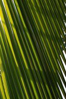 grüner Palmblatt-Texturhintergrund foto