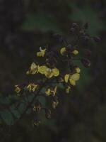 lange Stengel von Gelb Blumen. foto