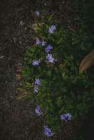 schöne lila blumen im garten foto