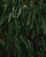 Grün Blätter von ein Ficus benjamina Pflanze. foto