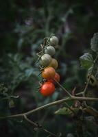 Reifung Bündel von Kirsche Tomaten. foto