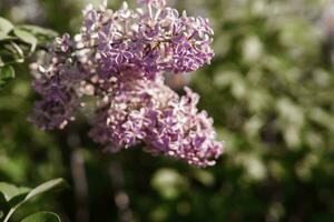 lila Blumen auf ein Grün lila Busch Nahansicht. Frühling Konzert. lila Garten. foto