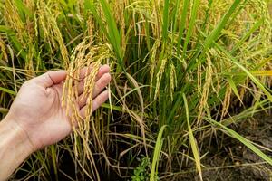 ein Landwirte Hand hält Reis Körner im das Feld zu bewundern das produzieren gewachsen im das Reis Feld Das thailändisch Menschen mögen zu wachsen wie das Main Ernte von Bauern. foto
