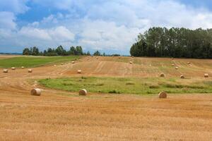 Bündel von Stroh auf das Feld nach Ernte im Polen foto