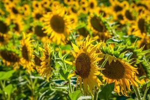 Feld von Riese Sonnenblumen auf ein sonnig Sommer- Tag im Frankreich foto