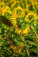 Feld von Riese Sonnenblumen auf ein sonnig Sommer- Tag im Frankreich foto