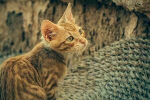 Tabby Katze sieht aus in Kamera foto