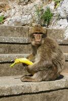 Barbaby Affe Sitzung auf Mauer mit Blick auf das Hafen Bereich, Gibraltar, Vereinigtes Königreich, Western Europa. foto