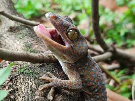 Foto von Gecko im das wild