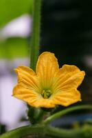 Makro Fotografie, Nahaufnahme, Blumen, Pflanzen foto