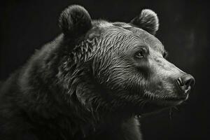 schwarz und Weiß Porträt von ein Grizzly Bär auf ein schwarz Hintergrund. foto