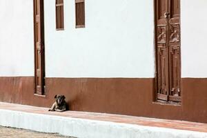 Süss braun Hund beim das Straßen von das schön klein Stadt, Dorf von Tibasosa im das Region von Boyaca im Kolumbien foto