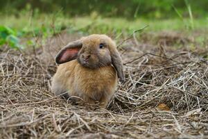 ein braun bezaubernd Hase Stehen auf trocken Gräser foto