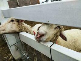 zwei Weiß Ziegen hinter das Zaun. Ziege auf das Bauernhof. Weiß Ziegen Stehen im hölzern Unterschlupf. Leistungen von Ziege Milch foto