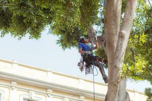 Puebla, Mexiko 2023 - - Baum Trimmer Verwendet spezialisiert Klettern und Schneiden Ausrüstung zu trimmen Bäume foto