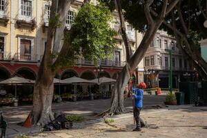 Puebla, Mexiko 2023 - - Baum Trimmer Verwendet spezialisiert Klettern und Schneiden Ausrüstung zu trimmen Bäume foto