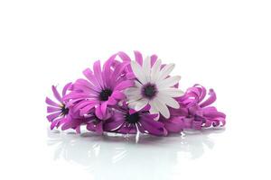 schön Weiß und lila Osteospermum Blumen auf Weiß Hintergrund foto