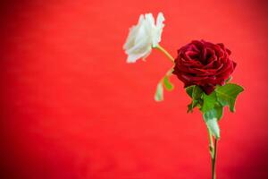 Blumen von ein schön Blühen rot und Weiß Rose auf ein rot Hintergrund. foto