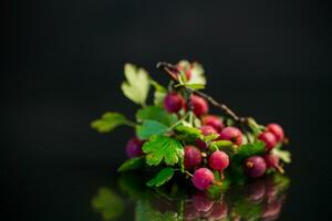 Ast von reif Stachelbeeren auf schwarz Hintergrund foto