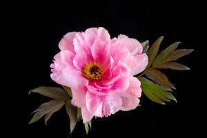 schön Rosa groß Baum Pfingstrose Blume auf schwarz Hintergrund foto