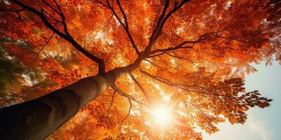 ai generiert. ai generativ. Herbst fallen Wald Baum Unterseite Aussicht zu das Himmel. Grafik Kunst foto