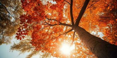 ai generiert. ai generativ. Herbst fallen Wald Baum Unterseite Aussicht zu das Himmel. Grafik Kunst foto