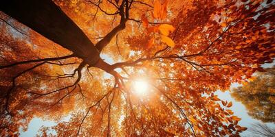 ai generiert. ai generativ. Herbst fallen Wald Baum Unterseite Aussicht zu das Himmel. Grafik Kunst foto