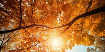 ai generiert. ai generativ. Herbst fallen Wald Baum Unterseite Aussicht zu das Himmel. Grafik Kunst foto