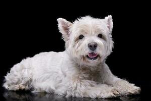 Studio Schuss von ein bezaubernd Westen Hochland Weiß Terrier foto