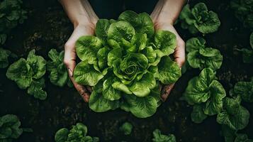 Fülle von frisch Grün Grüner Salat begriffen im Hände, gedeihen im Pflege Garten Boden. ai generiert foto