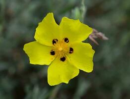 Halimium Blume schließen oben foto