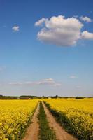 gelber Raps auf einem Hintergrund des Himmels. Rapsfeld mit reifen foto