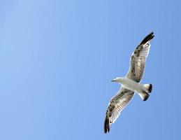 Tiervogelmöwe, die am Himmel fliegt foto