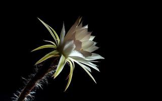 weiße Farbe mit flauschigen Haaren von Kaktusblüten auf schwarzem Hintergrund