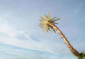 weiße Farbe mit flauschigen Haaren von Kaktusblüten und blauem Himmelshintergrund foto