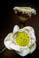 weiße Lotusschoten und Pollen
