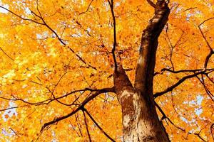 gelbe Blätter und Zweige im Herbst foto