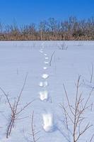 Tierspuren im Winterschnee foto