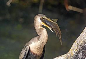 weibliche Anhinga, die einen Fisch isst foto